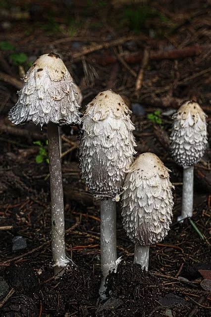 11 Edible Mushrooms In The Us And How To Tell They Re Not Toxic