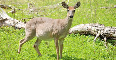 11 Whitetail Deer Gestation Period Facts Facts Net