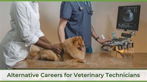 12 Alternative Career Paths For Veterinary Techs