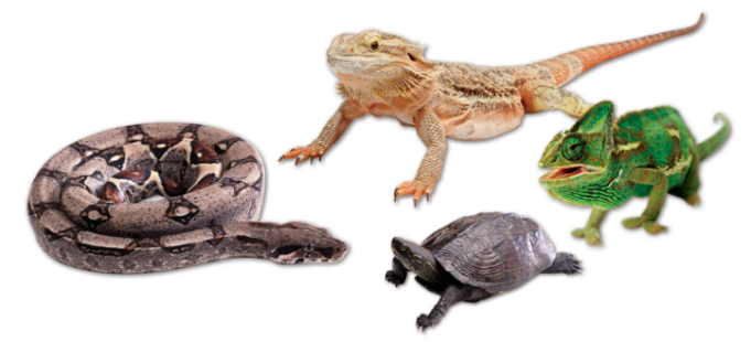 15 Difference Between Amphibian And Reptile With Examples Amp Pictures Viva Differences