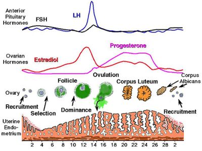 15 Facts About Progesterone: The Essential Hormone Guide