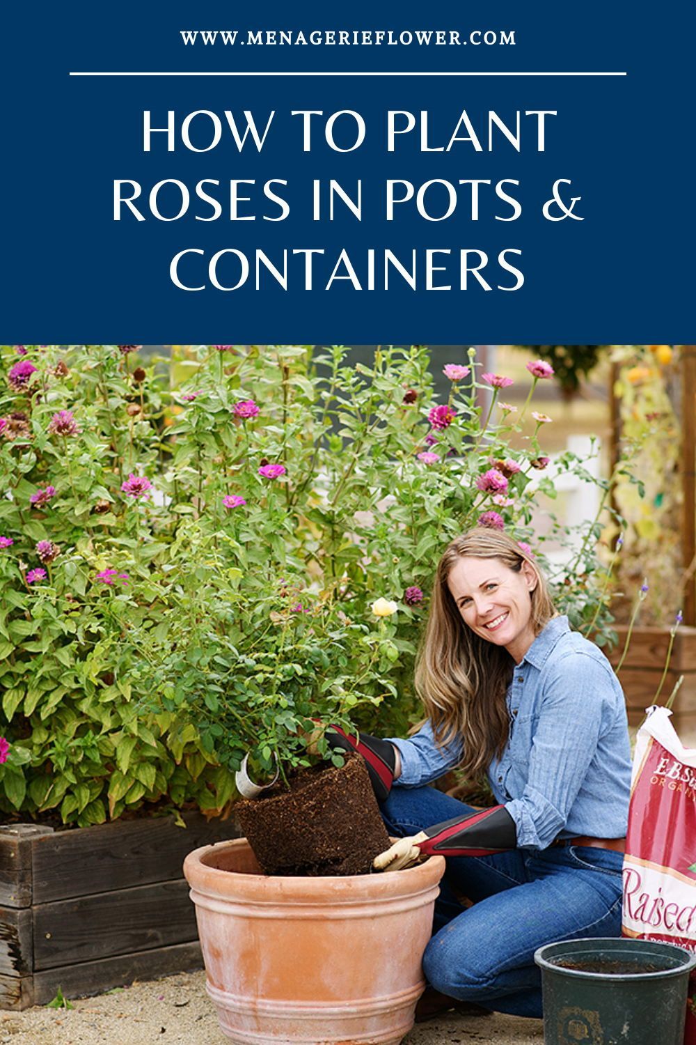 15 Ways To Plant Roses In Pots: The Ultimate Guide