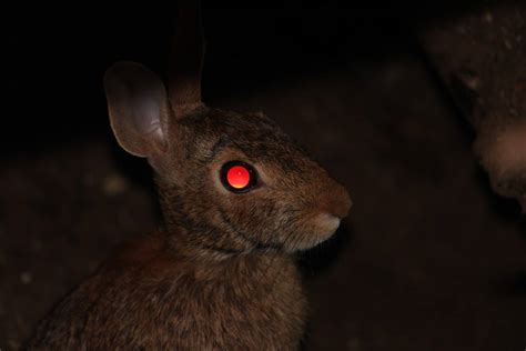 31 Night Animals With Glowing Eyes Red Yellow Etc With Images