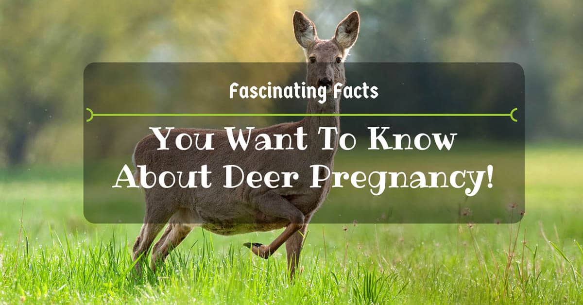 43 States How Long Are Deer Pregnant 2024 Deer How Long Are