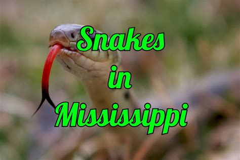 48 Snakes In Mississippi 7 Species Are Venomous