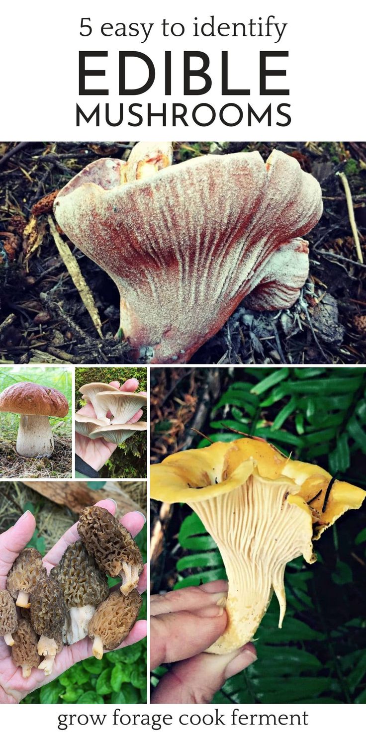 5 Easy To Identify Edible Mushrooms Artofit