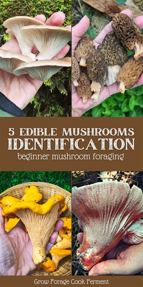 5 Easy To Identify Edible Mushrooms