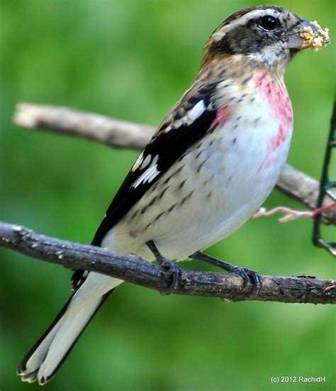 5 Tips To Spot The Ultimate Rosebreasted Grosbeak Female