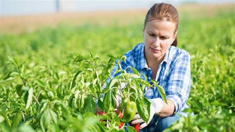 7 Careers In Agriculture You Can Explore Successyeti