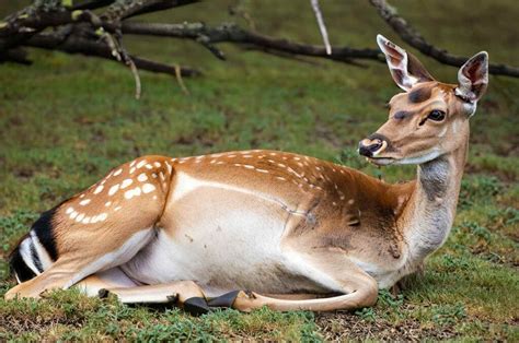 7 Signs Deer Gestation Period Deer Gestation Pregnant Deer