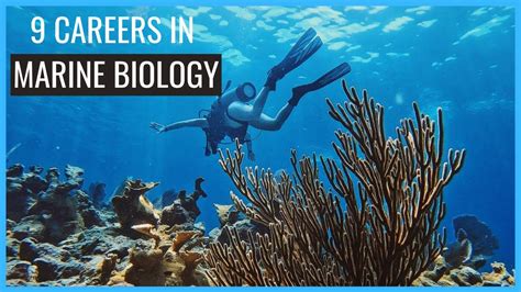 9 Careers In Marine Biology You Should Know About Careers In Biology