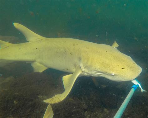 Adopt An Animal Shark Encounters