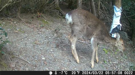 After Hours Ungulates Sika Deer S Nocturnal Habits In Japan Shorts