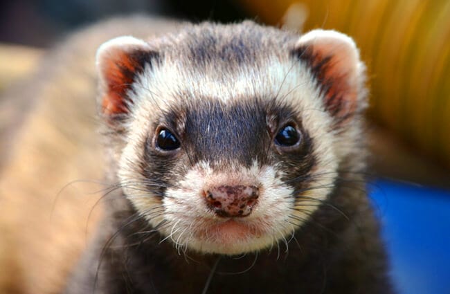 Animals Like A Ferret