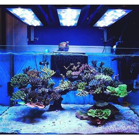 Aquascaping Ideas For Reef Tank Aquascape Style