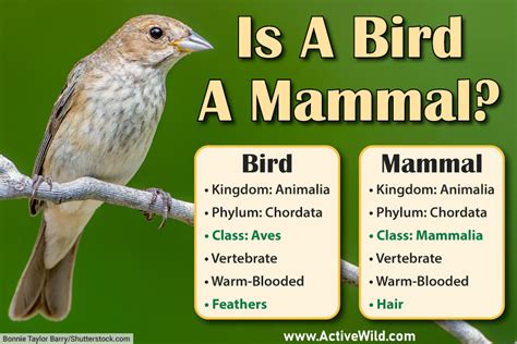 Are Birds Mammals Find Out In This Definitive Guide