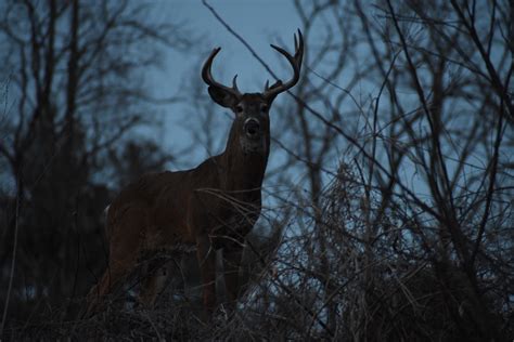 Are Deer Nocturnal Habits Weather Pressure Hold The Key