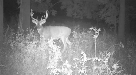 Are Deer Nocturnal Whitetail Advisor