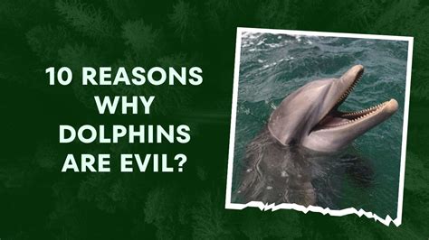 Are Dolphins Evil