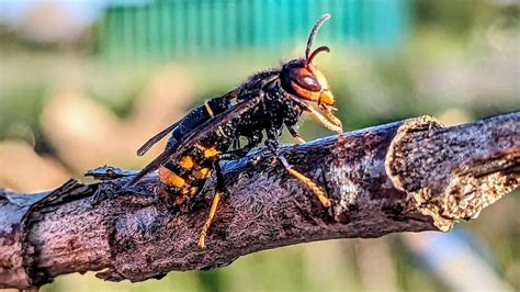 Asian Hornets What Are They And Why Are They Bad For Uk Bees Bbc