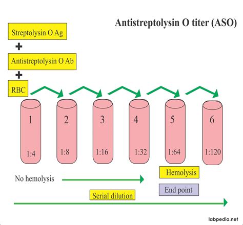 Aso Titer Antistreptolysin O Titer Labpedia Net