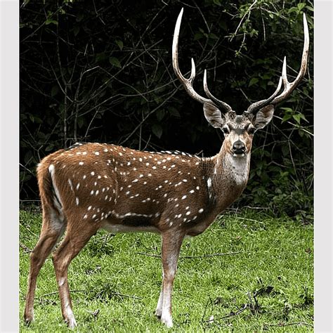 Axis Gestation Period Indian Hog Deer Blackbuck Chital Fallow Deer