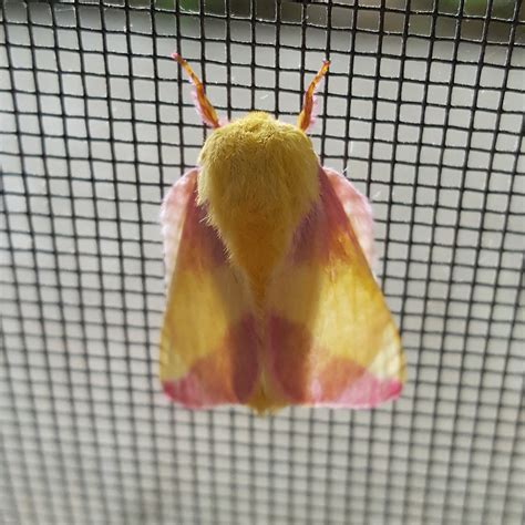 Beautiful Pink And Yellow Moth From Vermont Mildlyinteresting