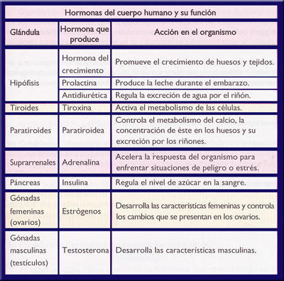 Biolog A Did Ctica Nsc 4 Sistema Endocrino Humano