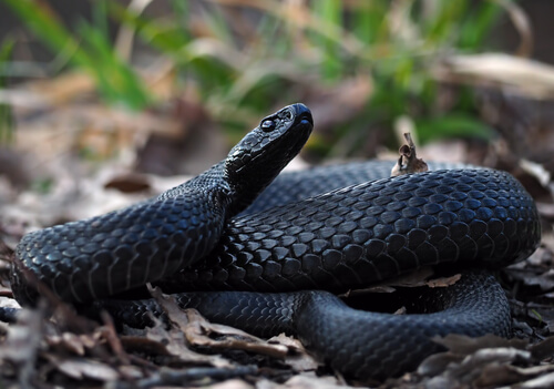 Black Racer Snake Hubpages