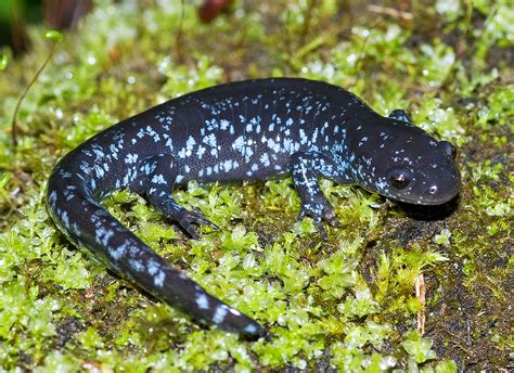 Blue Spotted Salamander Ambystoma Laterale The Blue Spot Flickr