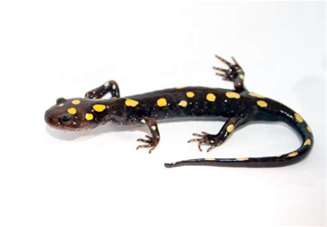 Blue Spotted Salamander Amphibian Rescue And Conservation Project