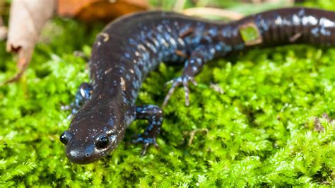 Blue Spotted Salamander Care