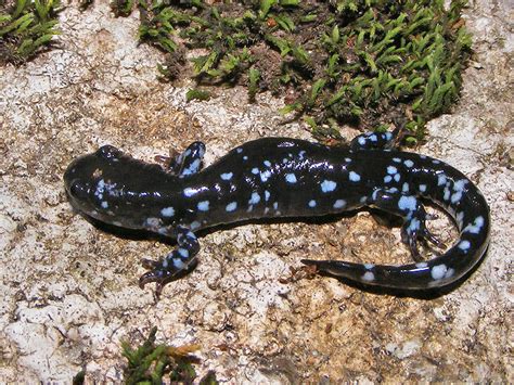 Blue Spotted Salamander Life List Blog Posts