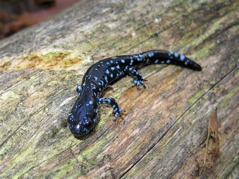 Blue Spotted Salamander