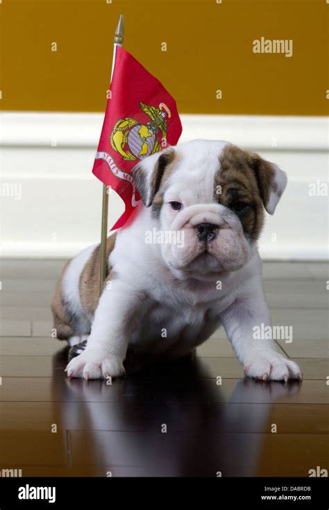 Bulldog Puppy Marine Flag Fi Hi Res Stock Photography And Images Alamy