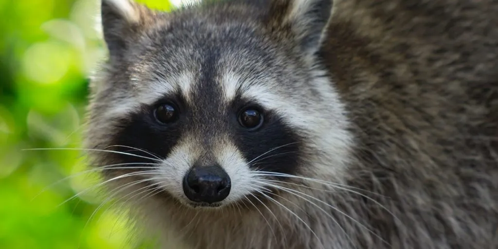 Can Raccoons Climb Trutech Wildlife Service