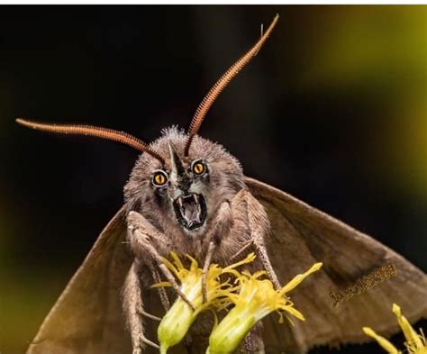 Captivating Lion Moth A Rare And Majestic Species