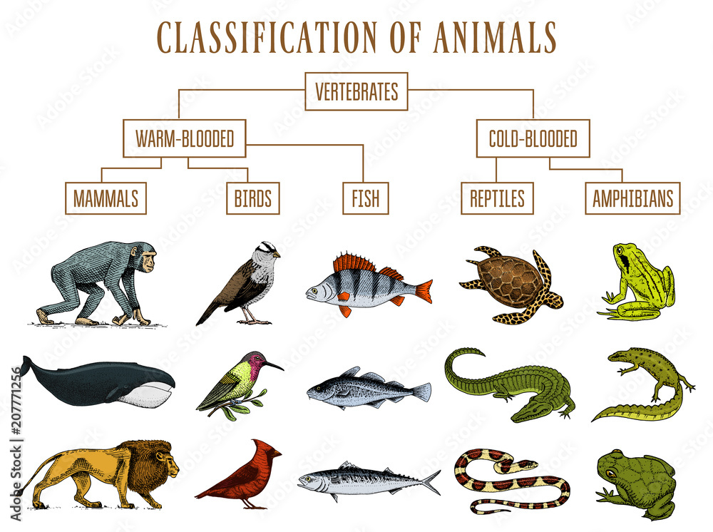 Classification Of Animals Reptiles Amphibians Mammals Birds Crocodile Fish Lion Whale Snake