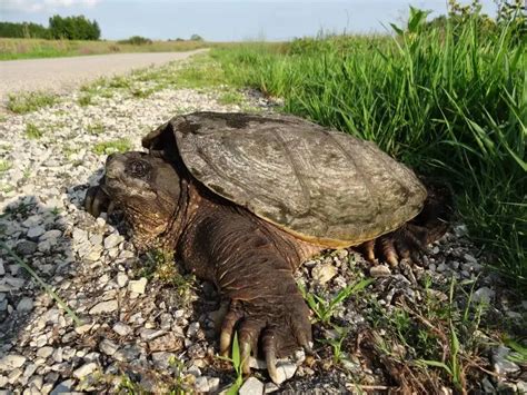 Common Snapping Turtle Facts Diet Habitat Pictures On Animalia Bio