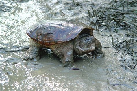 Common Snapping Turtle Invasive Species Council Of British Columbia