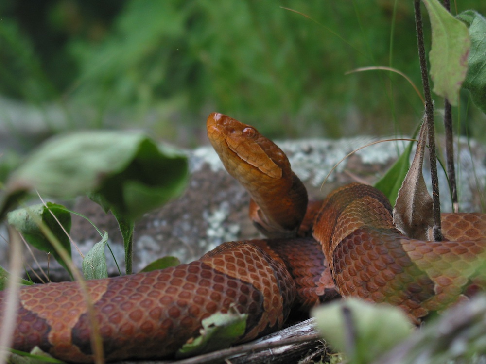 Copperhead Snakes Facts Bites Babies Live Science