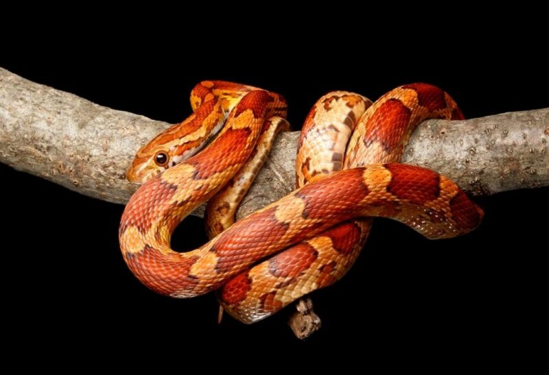 Corn Snake Vs Milk Snake Which Is Best For Beginners