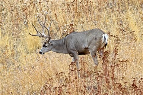 Deer Feeding Times Figuring Out Whitetail Eating Habits