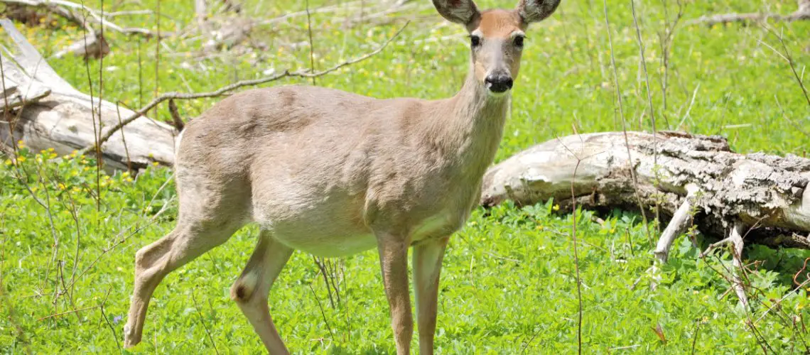 Deer Gestation Period List How Long Does Carry Their Young World Deer