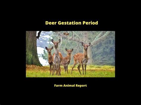 Deer Gestation Period Youtube