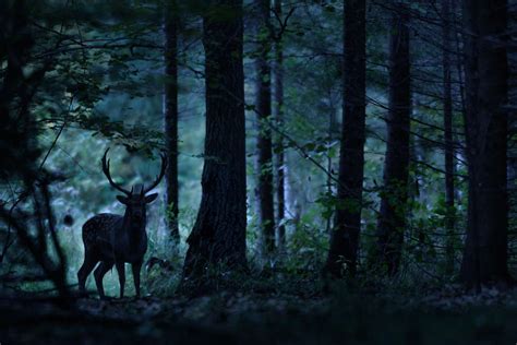 Deer Nocturnal Habits Revealed