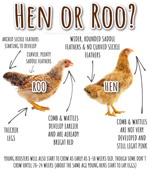 Design 6 Tips To Know If Chicken Is A Bird Today