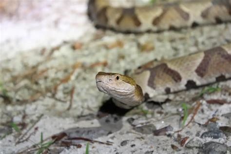 Do Copperheads Lay Eggs Answer Explained