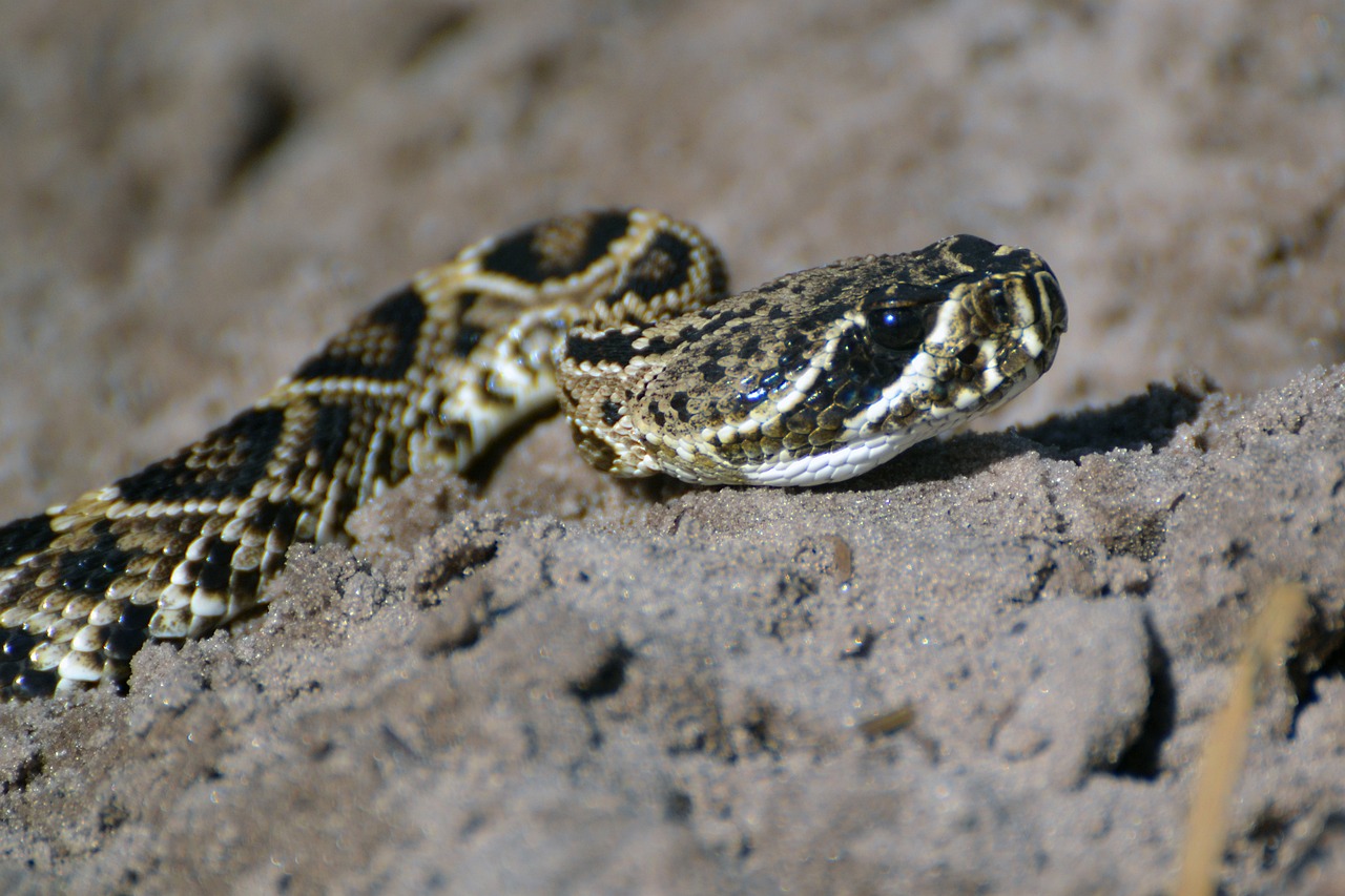 Do Copperheads Lay Eggs Fully Explained