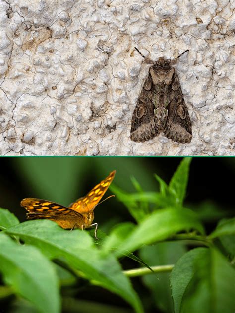 Do Moths Have Mouths Tongues Too Wildlife Welcome